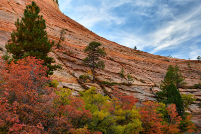 UT - Zion National Park Checkerboard Mesa Fall colors 7.jpg