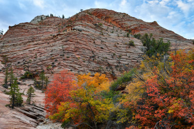 UT - Zion National Park Checkerboard Mesa Fall colors 8.jpg