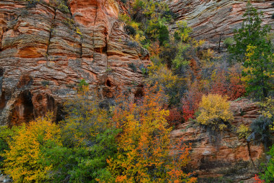 UT - Zion National Park Checkerboard Mesa Fall colors 18.jpg