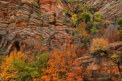 UT - Zion National Park Checkerboard Mesa Fall colors 19.jpg