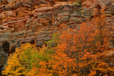 UT - Zion National Park Checkerboard Mesa Fall colors 20.jpg