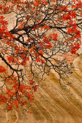 UT - Zion National Park Checkerboard Mesa Fall colors 21.jpg