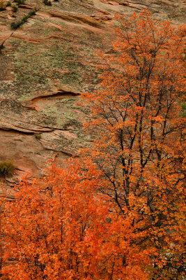 UT - Zion National Park Checkerboard Mesa Fall colors 22.jpg