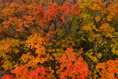 UT - Zion National Park Checkerboard Mesa Fall Treescape 1.jpg