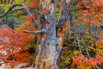 UT - Zion National Park Checkerboard Mesa Fall Treescape 2.jpg