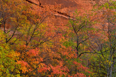 UT - Zion National Park Checkerboard Mesa Fall Treescape 3.jpg