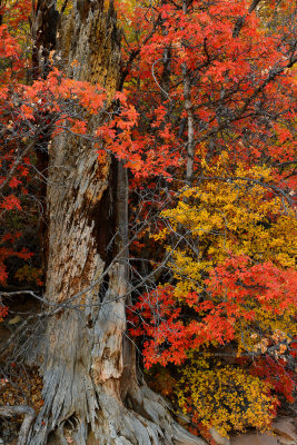 UT - Zion National Park Checkerboard Mesa Fall Treescape 4.jpg