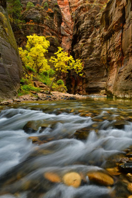 UT - Zion National Park Fall Narrows 14.jpg