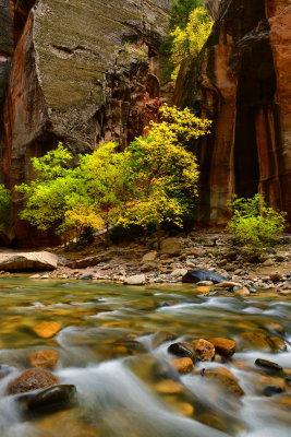 UT - Zion National Park Fall Narrows 15.jpg