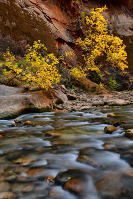 UT - Zion National Park Fall Narrows 5.jpg