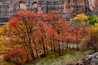 UT - Zion National Park River Walk Treescape 3.jpg