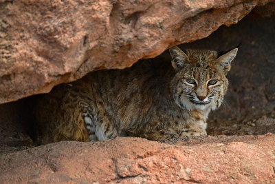 ASDM Bobcat 2.jpg