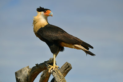 ASDM Caracaras 1.jpg