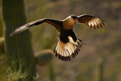 ASDM Caracaras 2.jpg