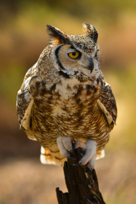 ASDM Great Horned Owl 1.jpg