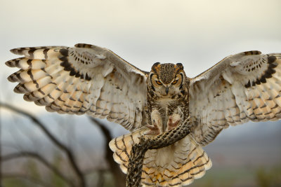 ASDM Great Horned Owl 2.jpg