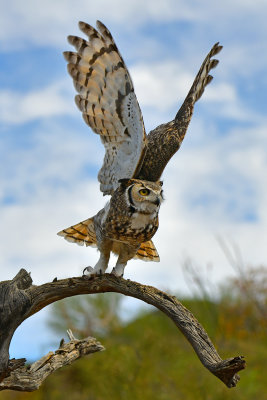 ASDM Great Horned Owl 3.jpg