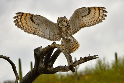 ASDM Great Horned Owl 4.jpg