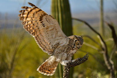 ASDM Great Horned Owl 5.jpg