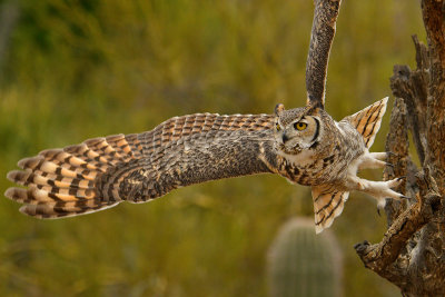 ASDM Great Horned Owl 6.jpg