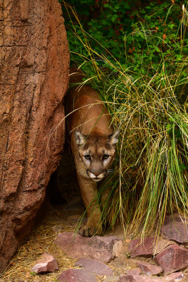 ASDM Mountain Lion 2.jpg