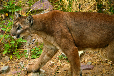 ASDM Mountain Lion 3.jpg