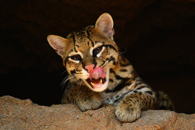 ASDM Ocelot 1.jpg