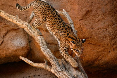 ASDM Ocelot 2.jpg
