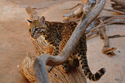 ASDM Ocelot 3.jpg