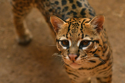 ASDM Ocelot 4.jpg