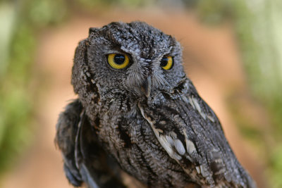 ASDM Western Screech Owl.jpg