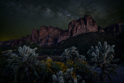 AZ - Salt River Cholla and Brittlebush Nightsky.jpg