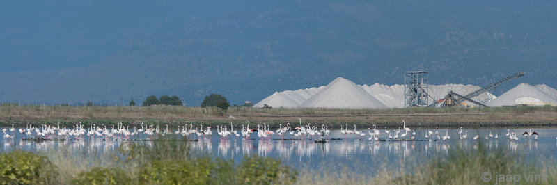 Greater Flamingo - (Gewone) Flamingo - Phoenicopterus roseus