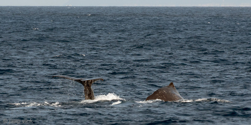 Sperm Whale - Potvis - Physeter macrocephalus
