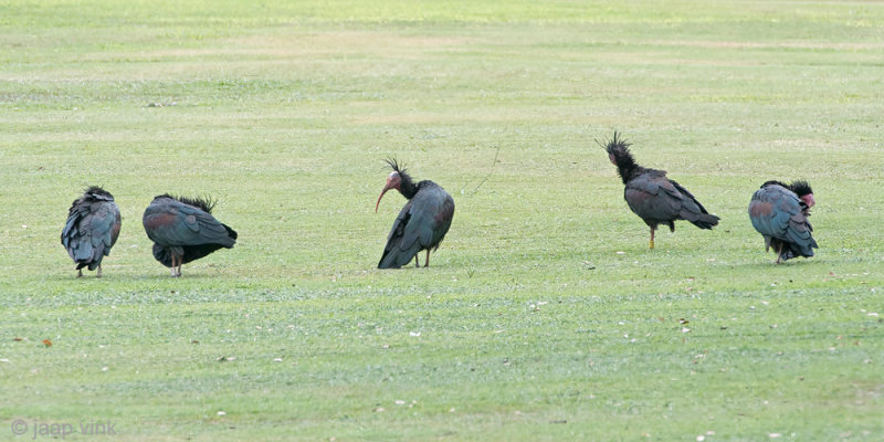 Northern Bald Ibis - Heremietibis - Geronticus eremita