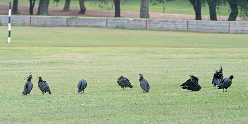 Northern Bald Ibis - Heremietibis - Geronticus eremita