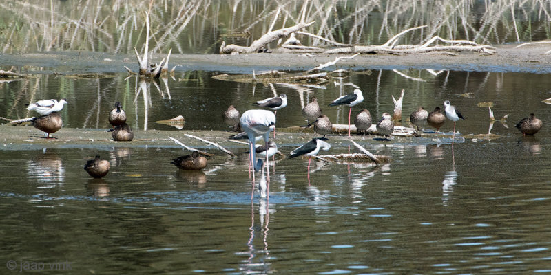 Marbled Duck - Marmereend - Marmaronetta angustirostris
