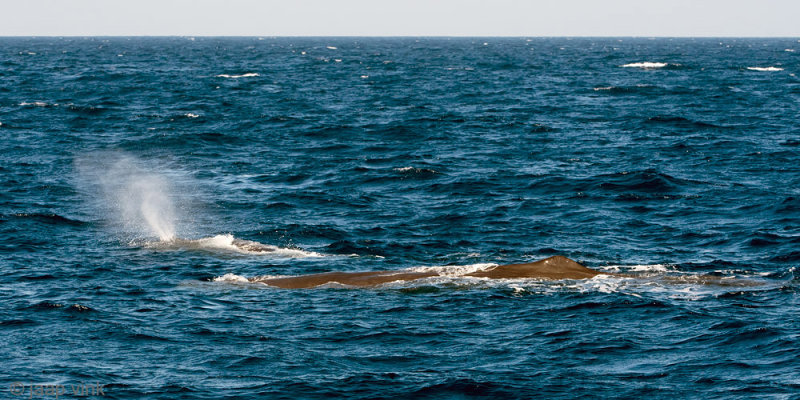 Sperm Whale - Potvis - Physeter macrocephalus