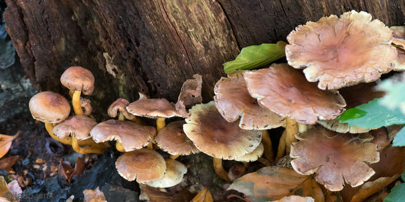 Sulphur Tuft - Gewone Zwavelkop - Hypholoma fasciculare
