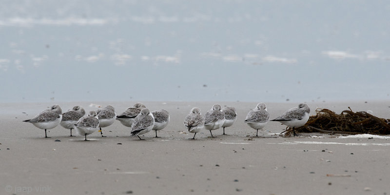Sanderling - Drieteenstrandloper - Calidris alba
