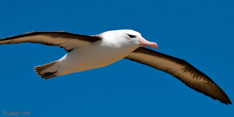 Black-browed Albatross - Wenkbrauwalbatros - Thalassarche melanophris