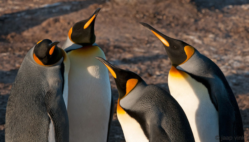 King Penguin - Koningspingun - Aptenodytes patagonicus