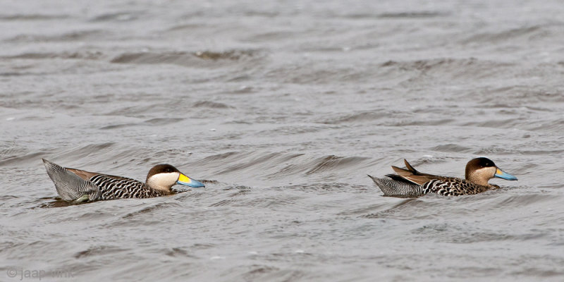 Silver Teal - Zilvertaling - Anas versicolor