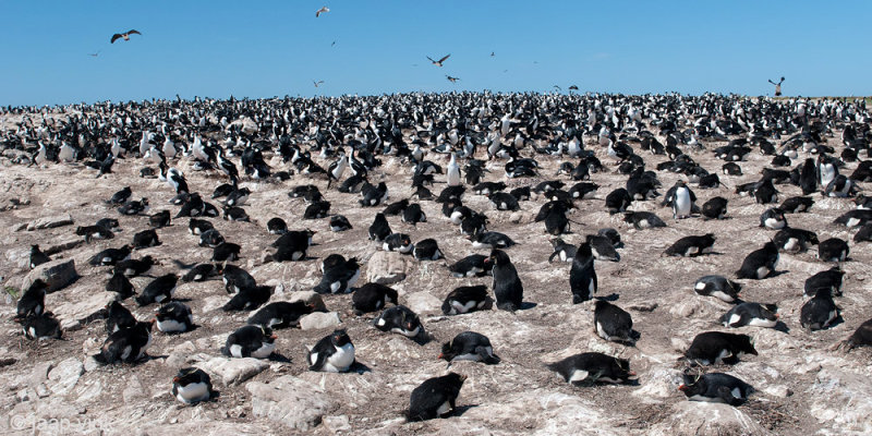 Rockhopper - Geelkuifpingun - Eudyptes chrysocome