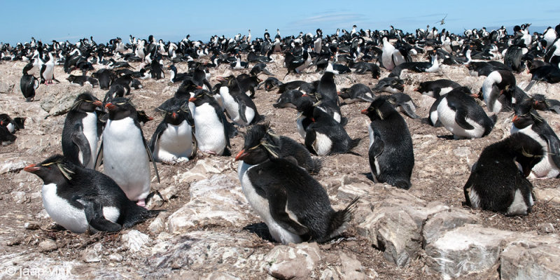 Rockhopper - Geelkuifpingun - Eudyptes chrysocome