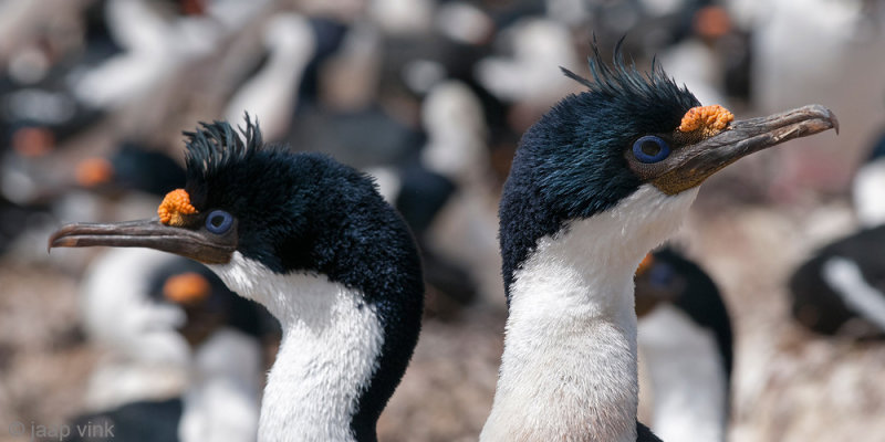 Imperial Shag - Blauwoogaalscholver - Phalacrocorax atriceps