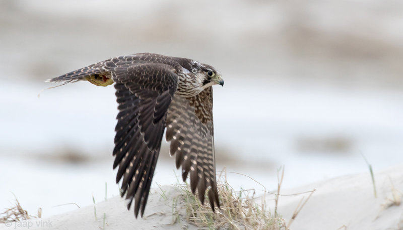 Peregrine - Slechtvalk - Falco peregrinus