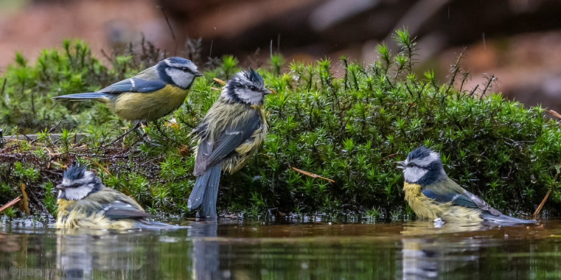 Eurasian Blue Tit - Pimpelmees - Cyanistes caeruleus