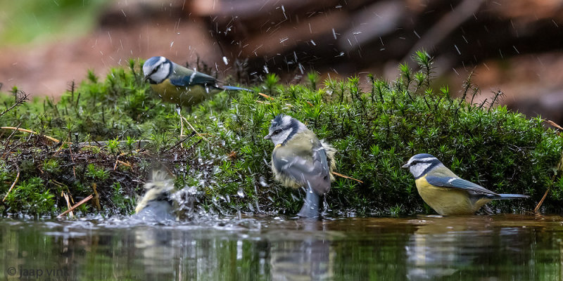 Eurasian Blue Tit - Pimpelmees - Cyanistes caeruleus
