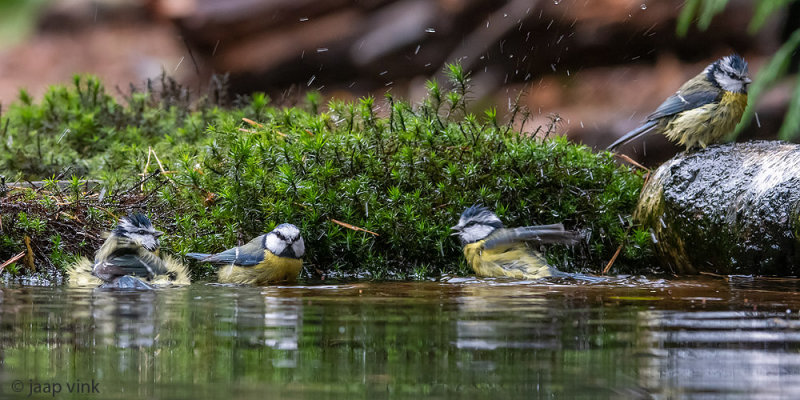 Eurasian Blue Tit - Pimpelmees - Cyanistes caeruleus